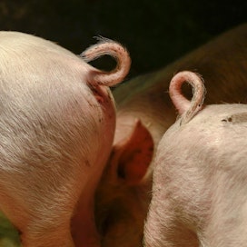 Suomessa pidetään kiinni EU-direktiivistä, joka kieltää sian saparon leikkaamisen. Monessa EU-maassa sääntöä ei noudateta tiukasti.