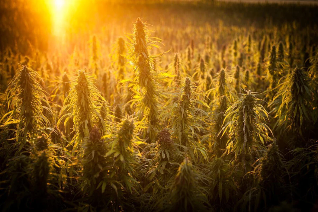 Kannabiksen viljely ei olisi mahdotonta, koska kokemusta on öljyhampun viljelystä.
