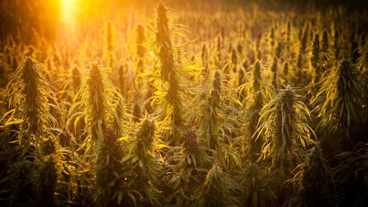 Kannabiksen viljely ei olisi mahdotonta, koska kokemusta on öljyhampun viljelystä.