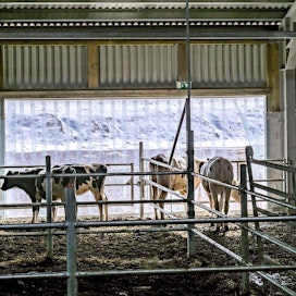 Jos tuottajahinnat eivät nouse vastaamaan kustannuksia, yli kolmannes kotieläintiloista sopeuttaa eli supistaa tuotantoaan.