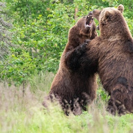Yli 40 prosenttia suomalaisista kertoo pelkäävänsä karhun kohtaamista.