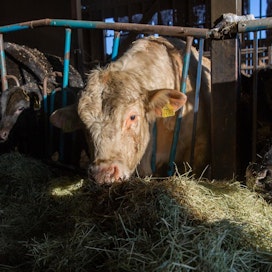 Eläinpalkkiojärjestelmän muutos vaikuttaa erityisen voimakkaasti naudanlihantuotantoon, sillä sonneilla palkkioon oikeuttava aika voi vähentyä jopa kuukausilla aiemmasta. Kuvituskuva