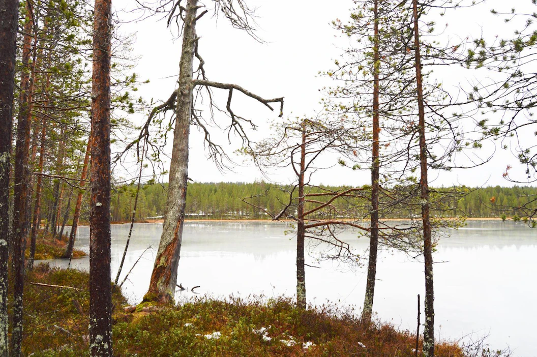 Metsähallitus on päättänyt suojella muun muassa Kemijärvellä sijaitsevan Matovaaran vastineeksi yksityisten tekemille luontolahjoille.