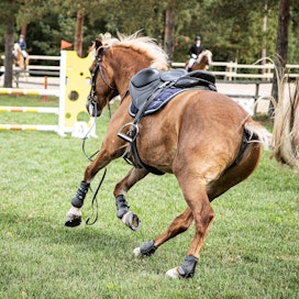 Ratsastajan putoaminen voi aiheuttaa vaaratilanteen, jos hevonen pelästyy ja pääsee kentän ulkopuolelle. Kokemattomien hevosten ja ratsastajien kilpaillessa yleisönkin puolella on tärkeä käyttäytyä rauhallisesti, jotta herkästi reagoiva eläin ei pelästy tarpeettomasti.