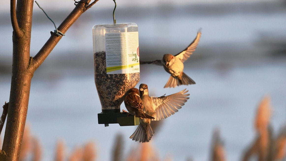 Pihabongauksessa tarkkaillaan tunnin ajan lintuja omalla pihalla tai muulla paikalla. Havainnot voi ilmoittaa Birdlifen verkkosivuilla. LEHTIKUVA / Mesut Turan