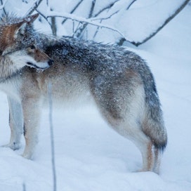 Suomessa suden kannanhoidollinen metsästys ei toteutunut, sillä kaikista poikkeusluvista valitettiin ja hallinto-oikeudet kielsivät lupien täytäntöönpanon. Arkistokuva Ranuan eläinpuiston sudesta.