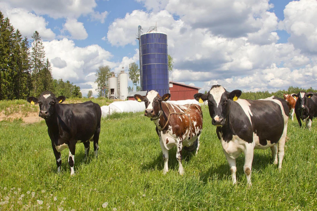 Laidunnus on energiatehokasta ruokintaa. Holstein-lehmien määrä on ohittanut ayrshiren.