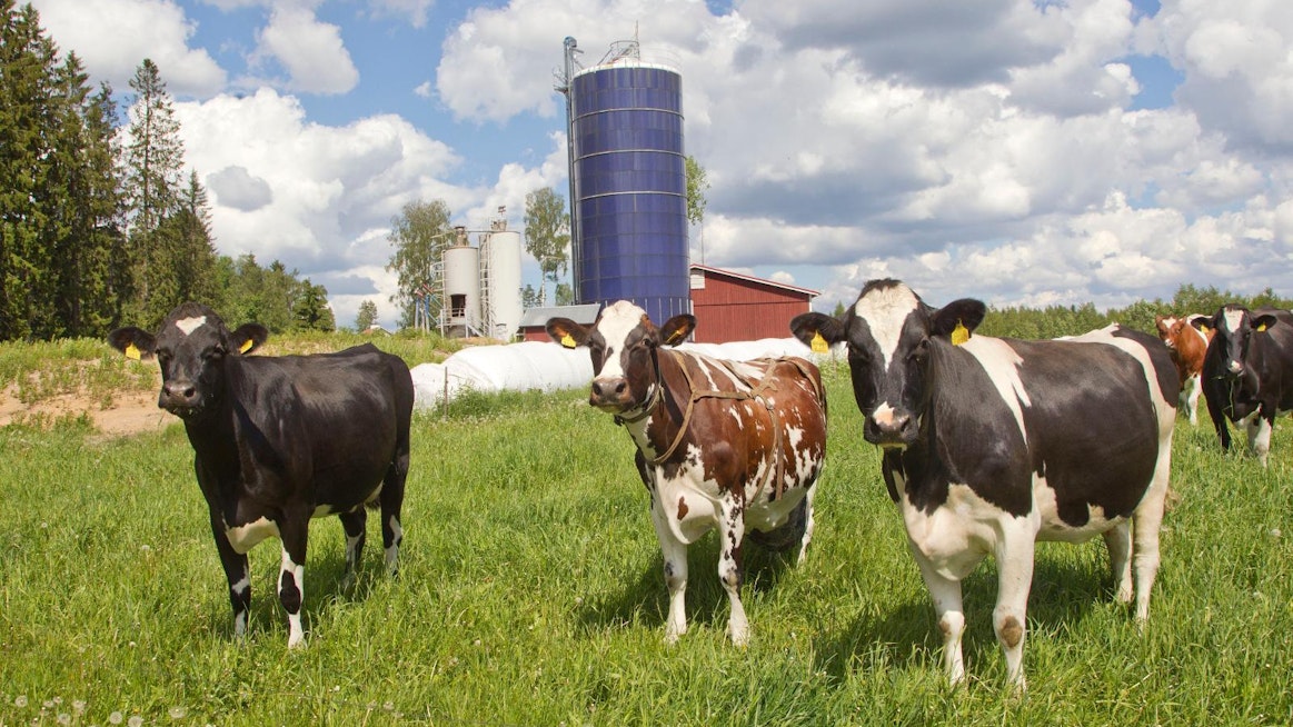Laidunnus on energiatehokasta ruokintaa. Holstein-lehmien määrä on ohittanut ayrshiren.