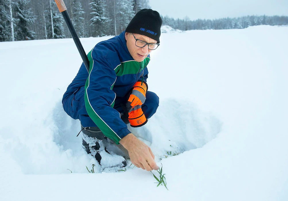 Eino Heinola kaivoi maanantaina syysohraa esiin paksun lumikerroksen alta Lappeenrannassa. Kasvusto näytti hyvältä.