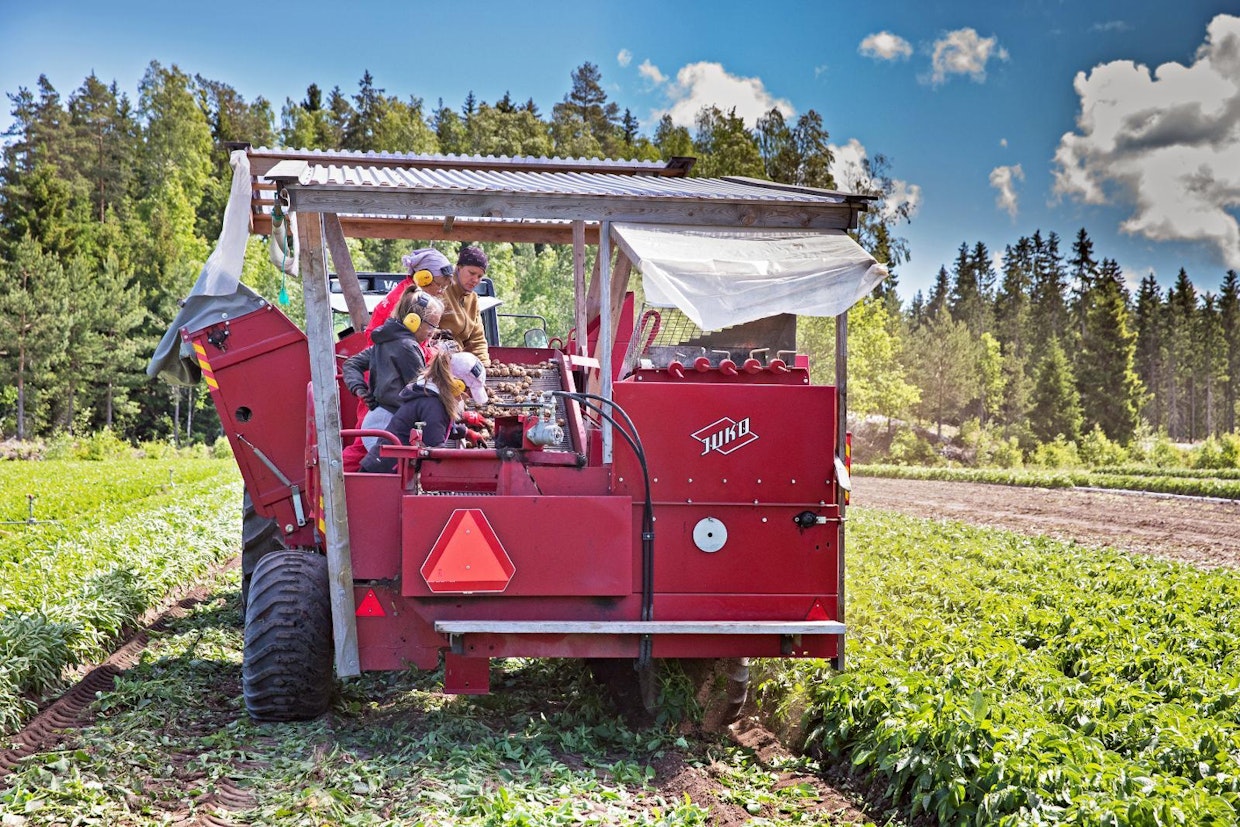 Daniela Seppinen, Ellinor Winqvist, Essi Airola ja Jennie Westerlund perunannostotöissä keskiviikkona Paraisten Nauvossa.