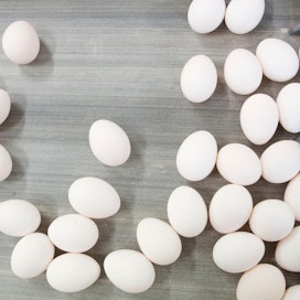 Ruotsissa joudutaan tuhoamaan lavoittain kananmunia, jotka on tuotettu lintuinfluenssatilalla.