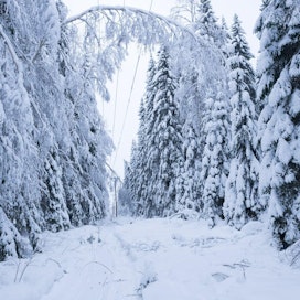 Raskas lumi on taittanut puita sähköjohtojen päälle eri puolilla sisämaata. LEHTIKUVA / TIMO HARTIKAINEN