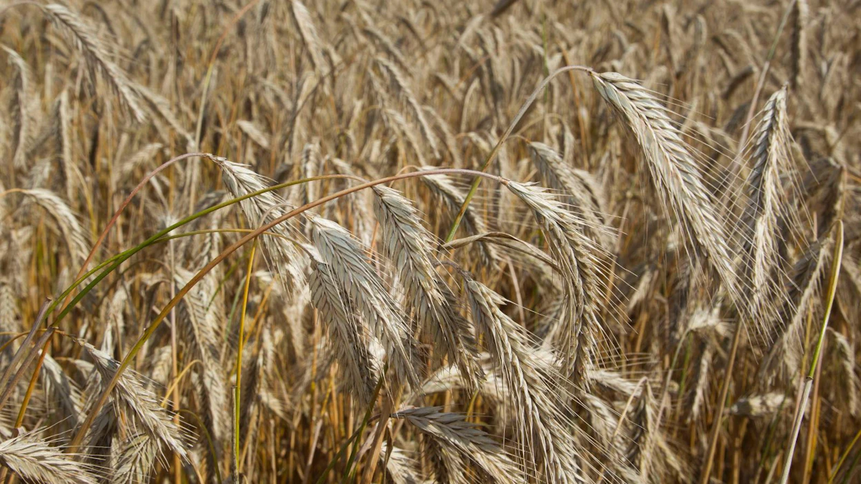 Baarimestari Pauliina Marjasen mukaan suomalaiset tuotteet kiinnostavat tällä hetkellä maailmalla, mutta itse Suomea ja suomalaisuutta kiinnostavampana pidetään silti ruista.