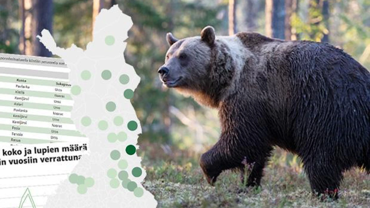 MT Karhujahti -sivun karhusaaliskarttaan ilmestyy täplä sen paikkakunnan kohdalle, missä karhu on kaadettu. Kun saman kunnan alueella ammutaan useampi karhu, näkyy alueella kaadettujen karhujen kokonaismäärä täplässä.