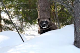 Luonnonvarakeskuksen (Luke) arvion mukaan Suomessa oli 390–400 ahmaa kevättalvella 2021. Vuoden 2020 kevättalven eläinmääräksi arvioitiin 385–390.