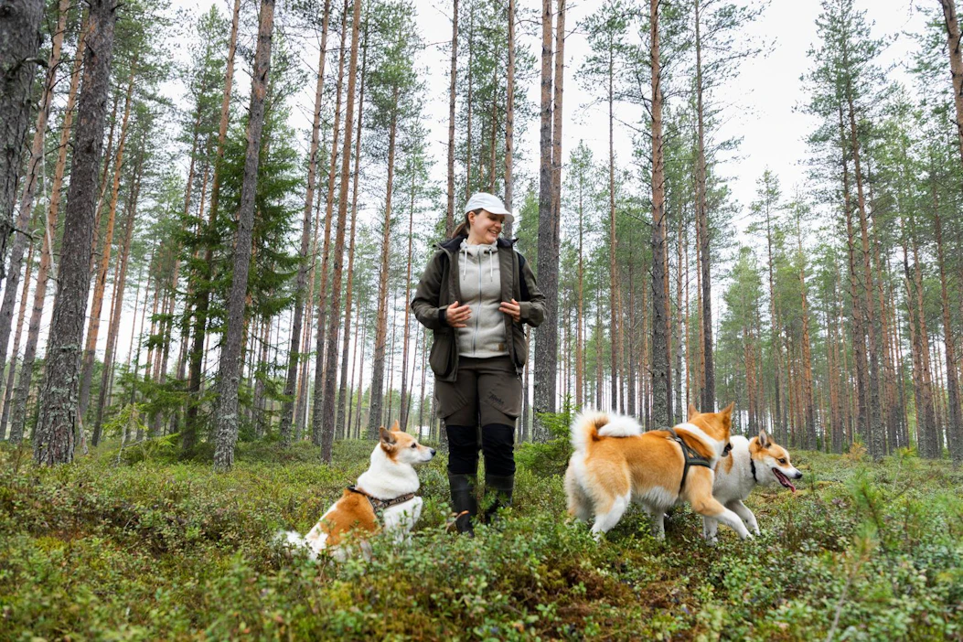 Hevosyrittäjänä ja kotiäitinä toiminut Heli Ahola päästää pian asiakkaat varaamaan aikoja Oulun Koirametsään. Aitausta testaamassa olivat pohjanpystykorvat Piki, Riski ja Ringa.