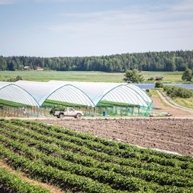 Korkeimman hallinto-oikeuden tuoreen päätöksen mukaan Mattilan Marjatila Huittisissa saa rakentaa Kokemäenjoen rantaan loputkin suunnitellut kausitunnelit tehostamaan mansikan viljelyä.