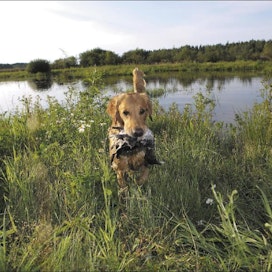Orjainlahden kosteikkoillassa Taipalsaarella Kaakon noutajakoirayhdistys esitteli noutavan koiran käyttöä vesilinnustuksessa, kuvassa kultainennoutaja. Saara Olkkonen