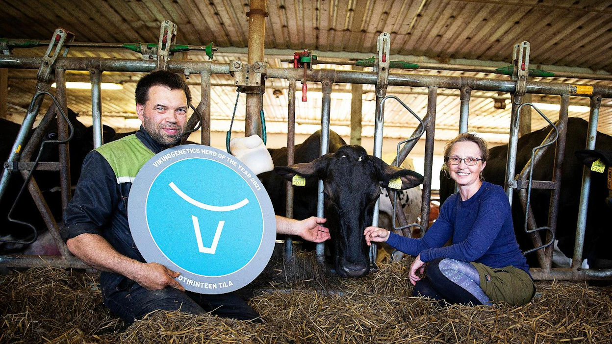 Maahanmuuttaja-holstein on tuotu alkiona Tanskasta. Pasi Rinteen ja Miina Kuusimo-Rinteen karjasta 60 prosenttia on ayrshirejä ja 40 prosenttia holsteineja. Sekaan mahtuu myös muutama jersey.