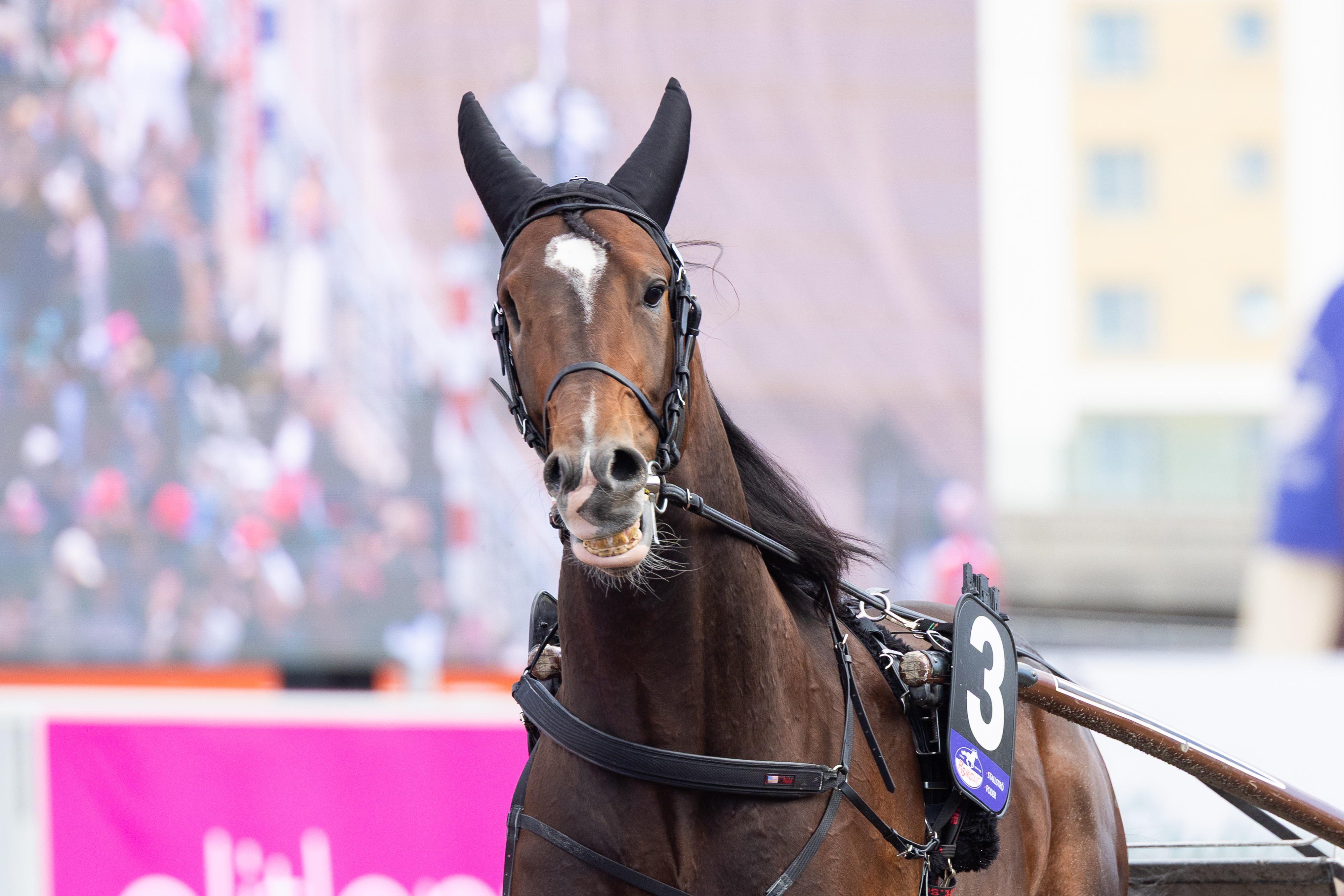 Beautiful James kilpaili keväällä Solvallan Elitloppet-raveissa.