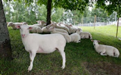 Elävänä myyty lammas voi pahimmillaan päätyä rituaaliteurastuksen uhriksi.