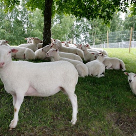 Elävänä myyty lammas voi pahimmillaan päätyä rituaaliteurastuksen uhriksi.