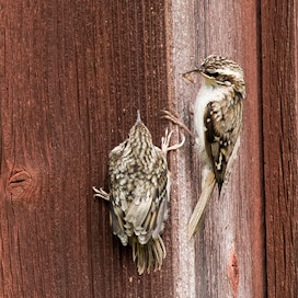 Yksi toisensa jälkeen puukiipijän poikaset ilmestyivät oven takaa ja kiipesivät seinälle.