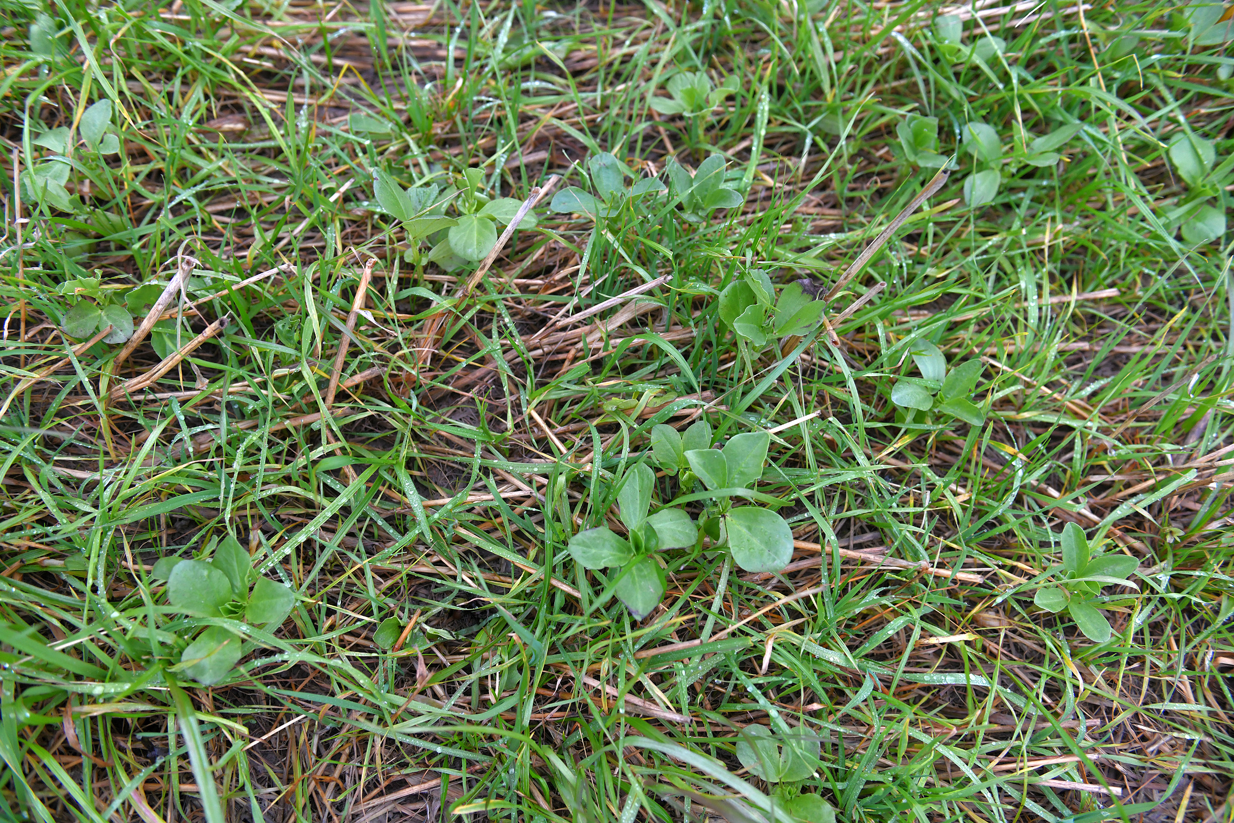 Peltotöiden aloittaminen on mahdollista jo huhtikuun alussa, sillä talviaikainen kasvipeite on säilytettävä enää maaliskuun loppuun asti. Arkistokuva.