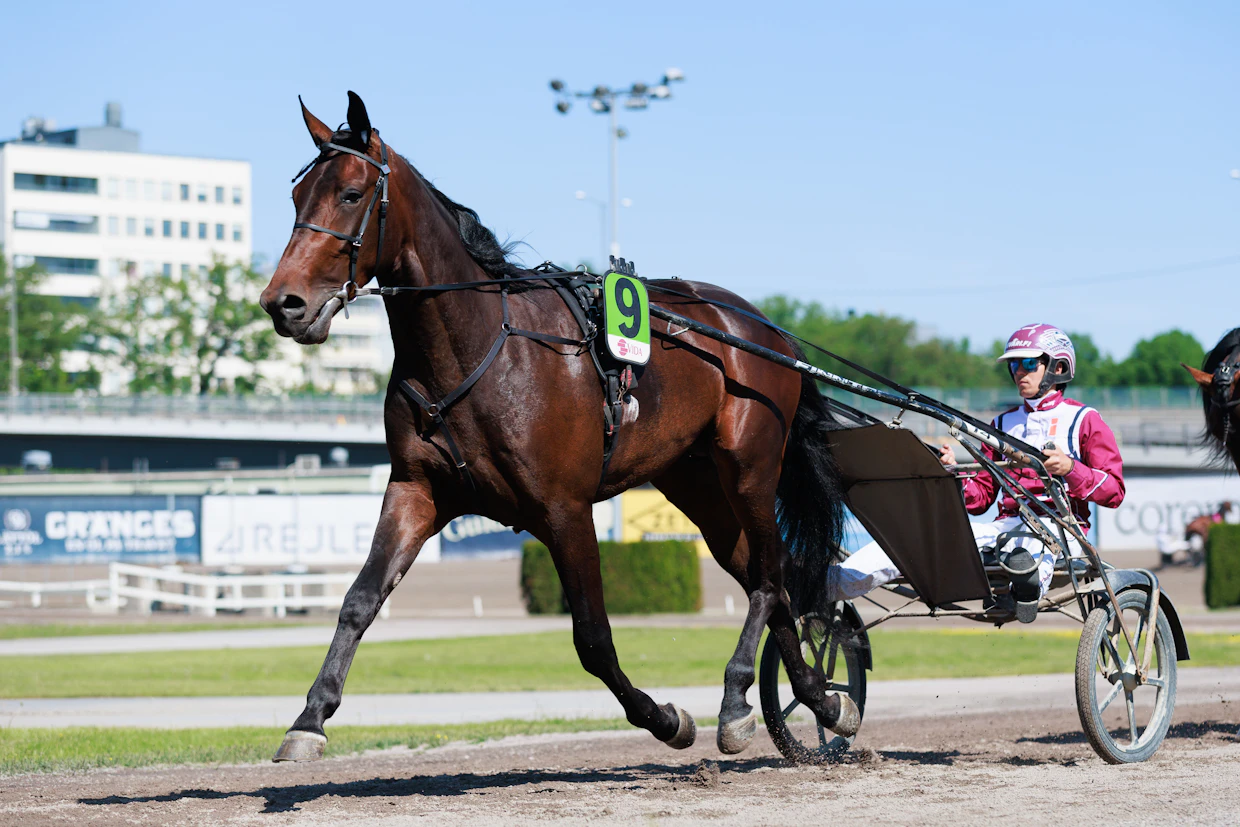 Andragathos kilpaili viime keväänä Elitloppet-viikonloppuna. Suomalainen Tino Keväänranta lämmittää oria starttia varten.
