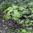 Ruotsalaisia metsänomistajia kannustetaankin istuttamaan havupuiden lisäksi esimerkiksi tammea, joka on tietyissä metsätyypeissä havupuita palonkestävämpi. Kuvituskuva.