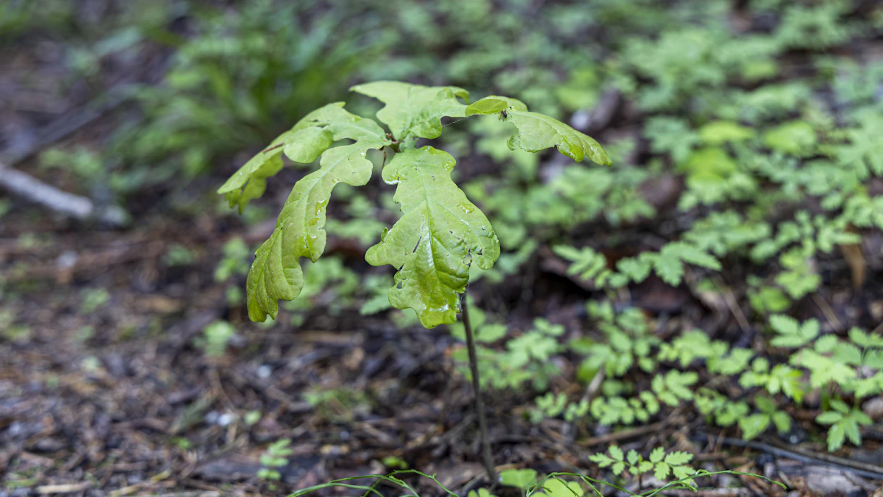 Ruotsalaisia metsänomistajia kannustetaankin istuttamaan havupuiden lisäksi esimerkiksi tammea, joka on tietyissä metsätyypeissä havupuita palonkestävämpi. Kuvituskuva.