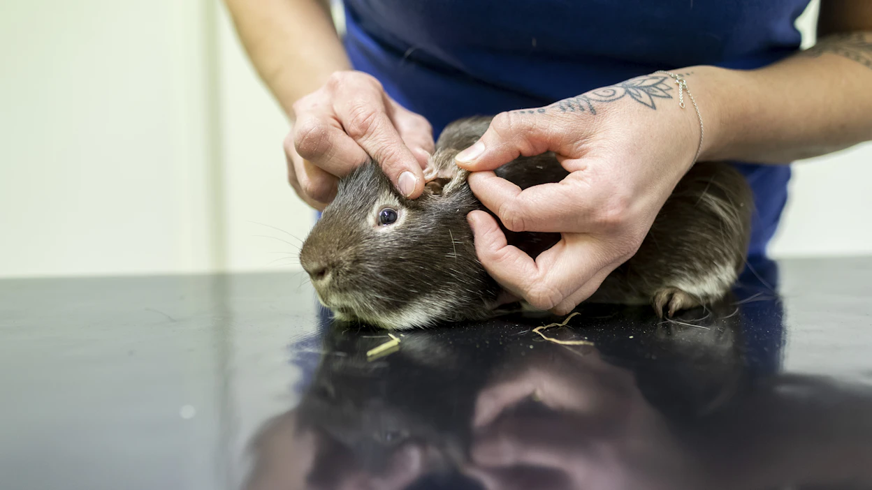 Eläin on taitava piilottamaan kipunsa, minkä vuoksi omistajan on seurattava lemmikin käytöstä tarkasti. Kuvassa eläinlääkäri tutkii marsun korvia.