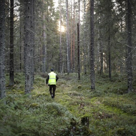 Sijoittaja hakee Ruotsissakin turvaa metsästä.
