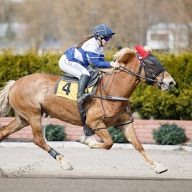 Nelly Korpikosken ratsatama Runoneito kuuluu suomenhevosten montén SM-finaalin suosikeihin.