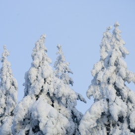 Lumi on tiputtanut latvuksia ja katkonut latvoja satojen hehtaarien alueella Lapinlahdella. Metsänomistajat pitävät syypäänä reilun kymmenen kilometrin päästä Tahkon laskettelurinteiltä kantautunutta tykkilunta.