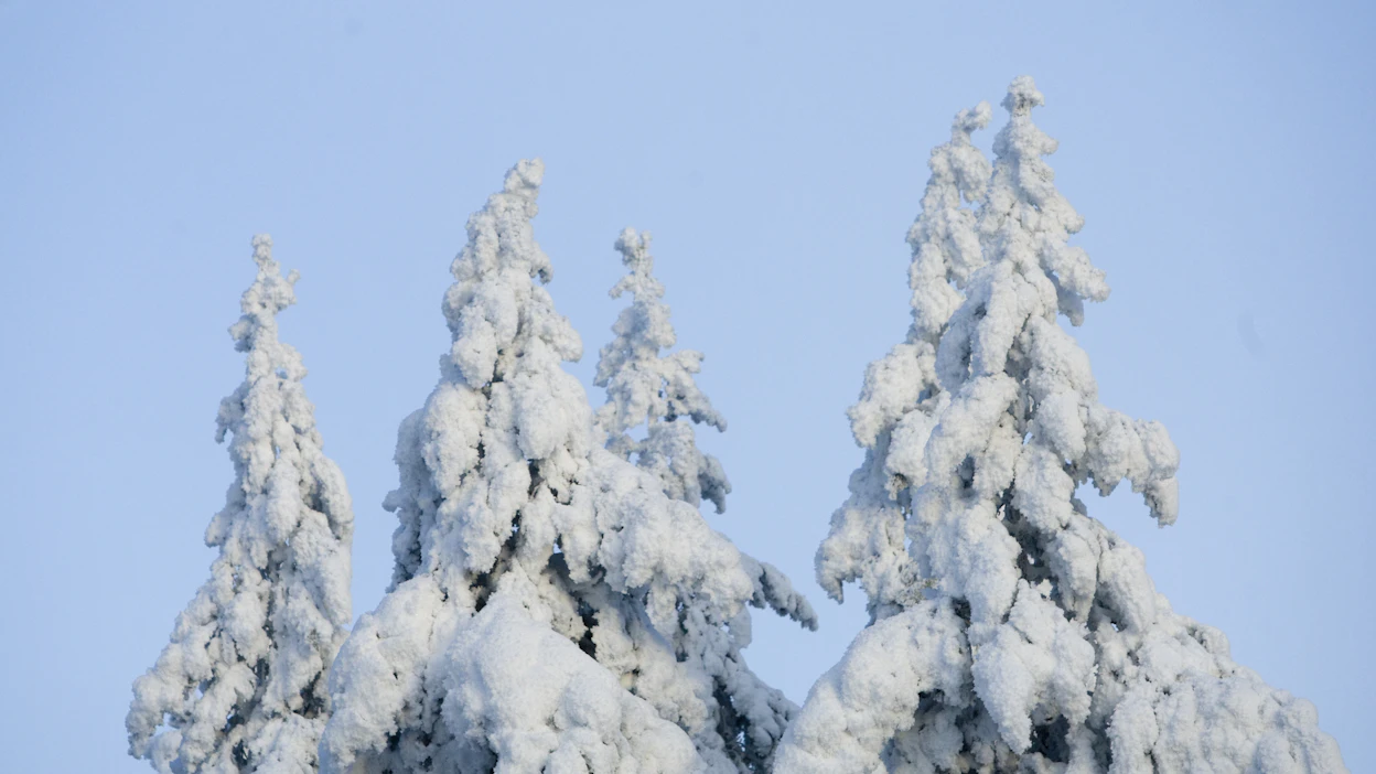 Lumi on tiputtanut latvuksia ja katkonut latvoja satojen hehtaarien alueella Lapinlahdella. Metsänomistajat pitävät syypäänä reilun kymmenen kilometrin päästä Tahkon laskettelurinteiltä kantautunutta tykkilunta.