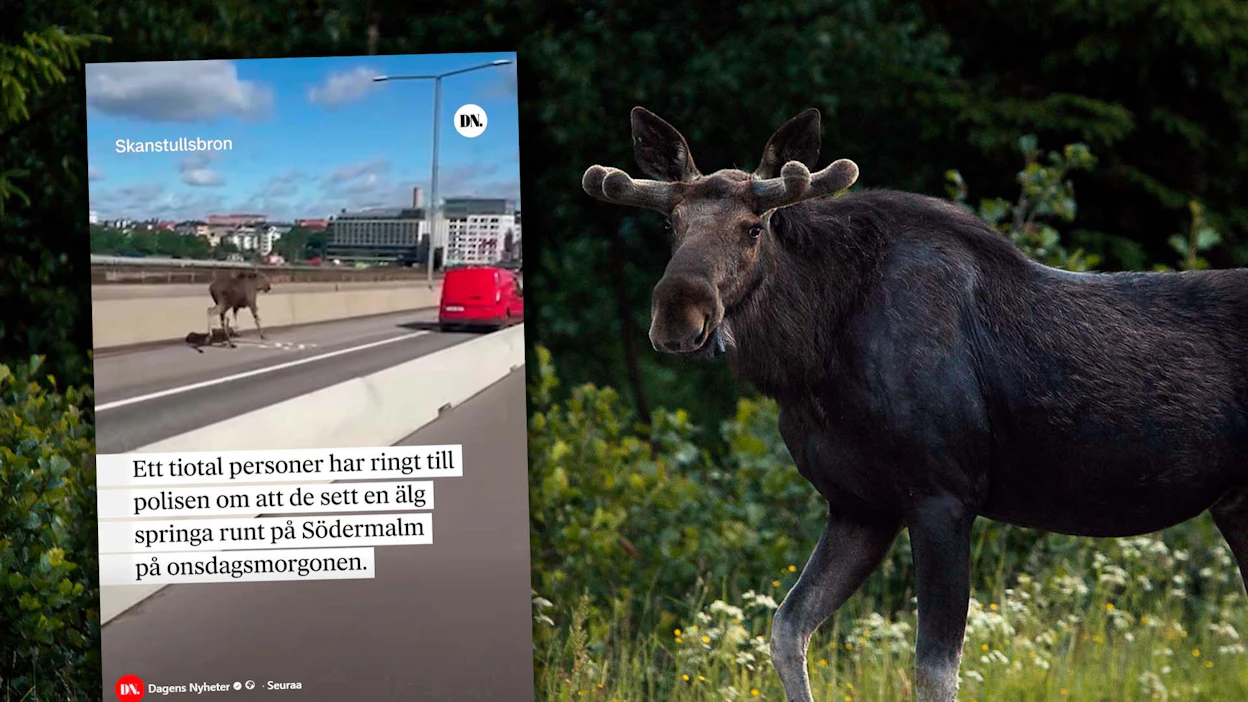 Kuvakaappaus Dagens Nyheterin julkaisemasta videosta, jossa hirvi jolkottelee Tukholman aamuliikenteessä.