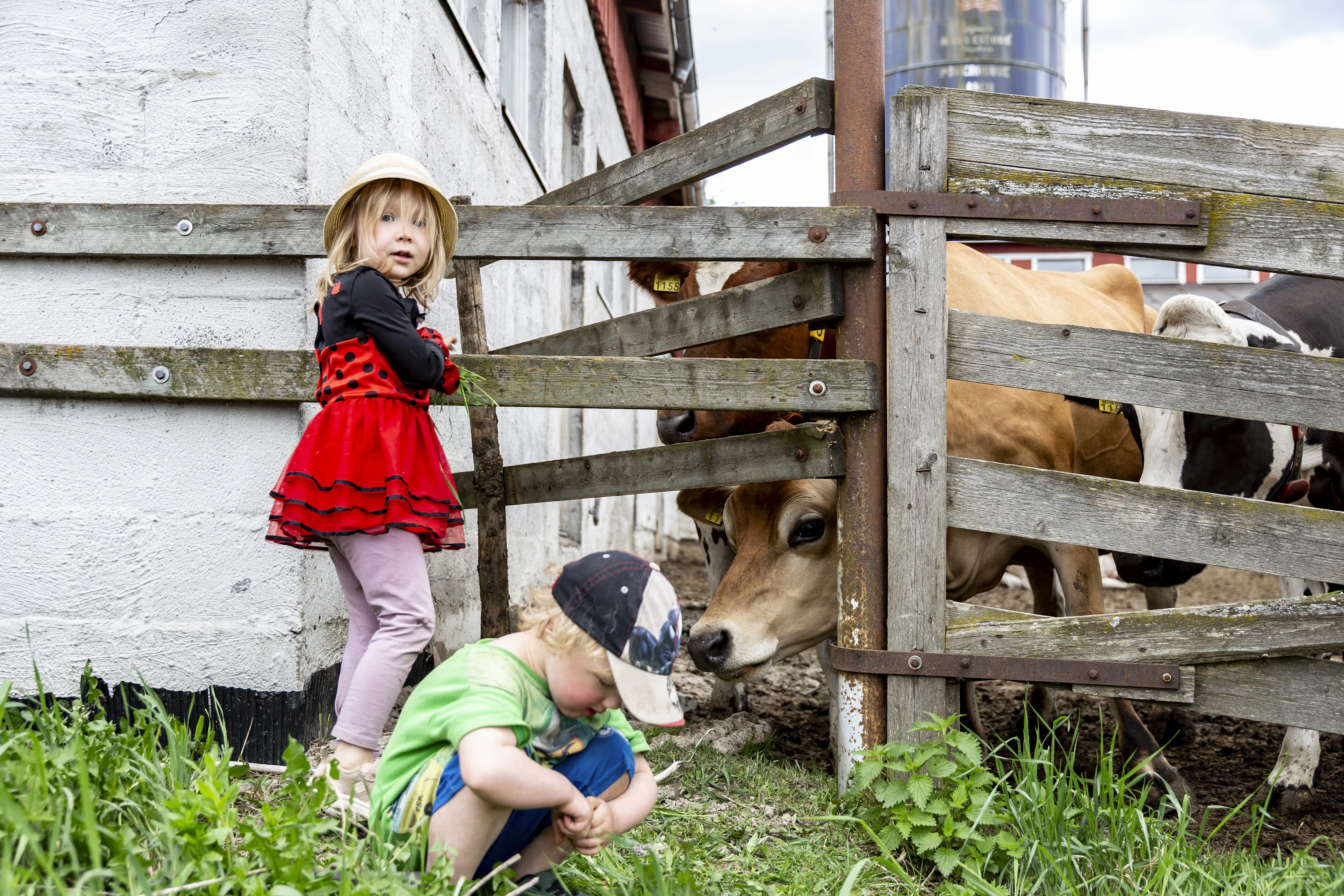 Neea (5v) ja Alvar Anttila (3v) syöttivät lehmiä tapahtuman alkua odotellessa.