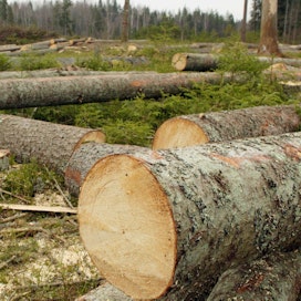 Yksityisomistuksessa oleva metsän hakkuutyömaa Latviassa 2000-luvun alussa. LEHTIKUVA.