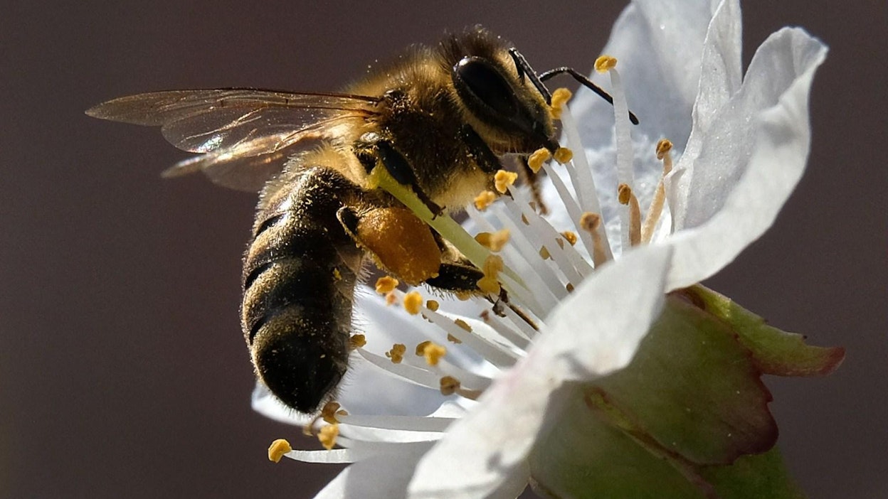 Neonikotinoidit on yhdistetty mehiläiskatoon. LEHTIKUVA/AFP