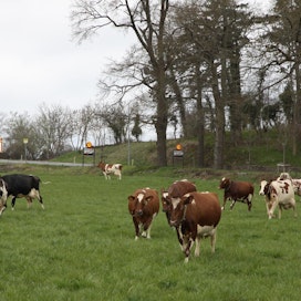 Maatalouden ajatuspaja Farm Europe on ensimmäinen, joka on laskenut maitokriisin ja nykyisen kehityssuunnan seurauksia. Laskelmia arvion taustalla Farm Europe ei kerro.