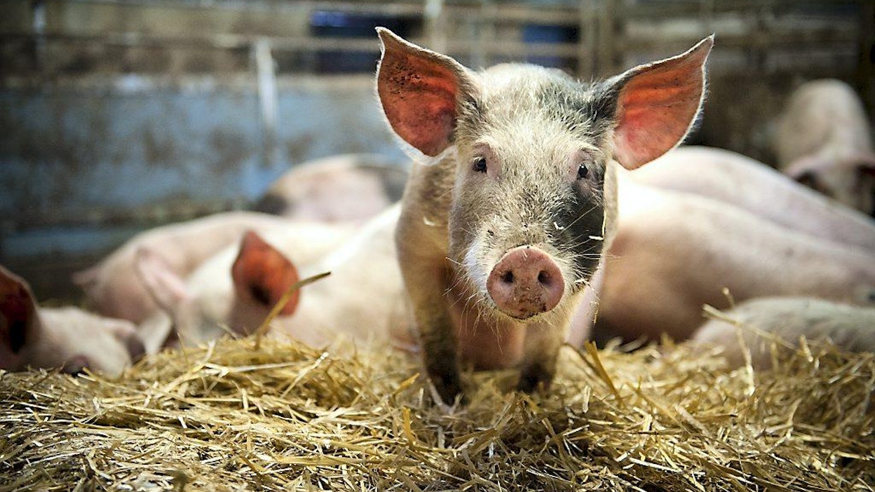 luomusianliha sianliha liha sika Kiven Säästöpossu Kiven tila Reetta Kivi Timo Koli sikojen ruokinta rehu
Reetta Kivi Timo Koli luomupossu
