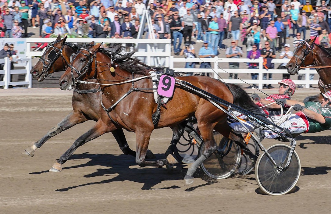 Ranch Kelly ja Elian Web kävivät huiman kamppailun Suur-Hollola-Ajon voitosta.