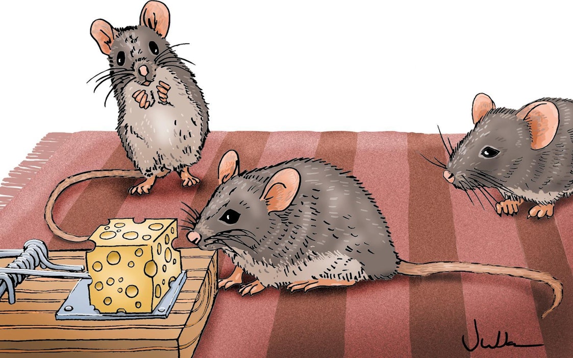 Hakeutuvatko hiiret omakotitaloihin helteillä? Asiantuntija vastaa -  Uutiset - Maaseudun Tulevaisuus
