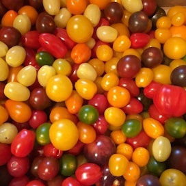 Tomaattilajikkeissa on tarjolla monenkirjava valikoima.