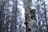 Muun muassa metsätalous, ilmastonmuutos ja maatalousympäristöjen muutokset heikentävät luonnon monimuotoisuutta.