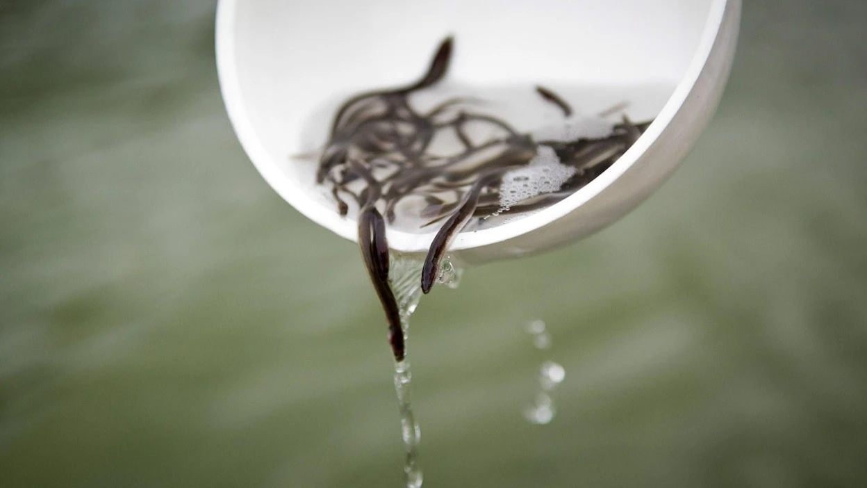 Espoon Suvisaaristoon istutettiin ankeriaanpoikasia viitisen vuotta sitten. LEHTIKUVA / RONI REKOMAA