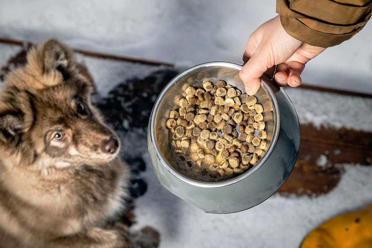 Nappulat ovat yhä suosituin tapa taata koiran päivittäinen ravinnonsaanti.