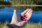 Karpalo on osoittautunut laboratoriokokeissa muita marjoja tehokkaammaksi bakteerintorjujaksi.