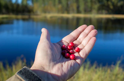 Karpalo on osoittautunut laboratoriokokeissa muita marjoja tehokkaammaksi bakteerintorjujaksi.